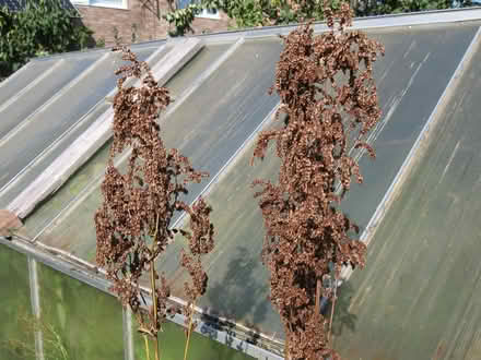 Photo of free French Sorrel (edible). (Parson's Heath CO4) #2