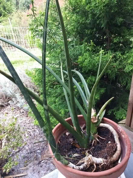 Photo of free Indoor plants giving away (near Spring Ridge frederick) #2