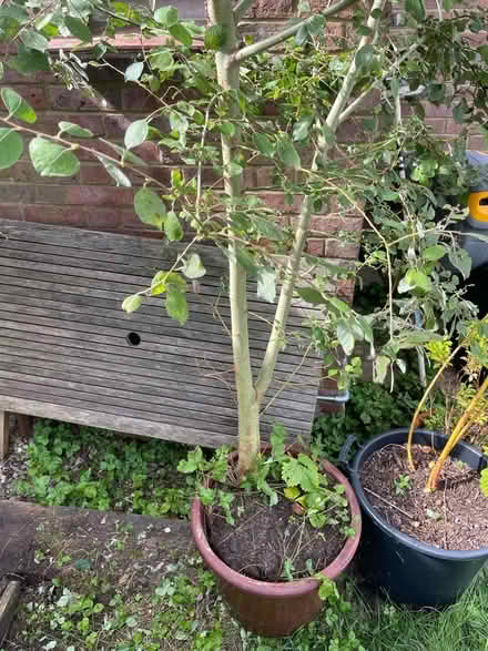 Photo of free Young Willow tree (Chesham HP5) #2