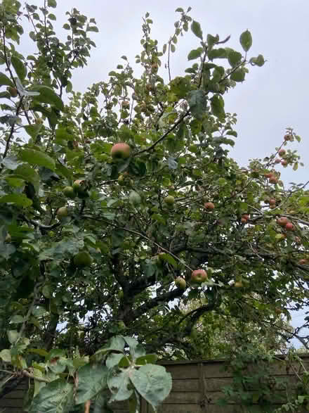 Photo of free Windfall and tree cooking apples (St Just TR19) #2