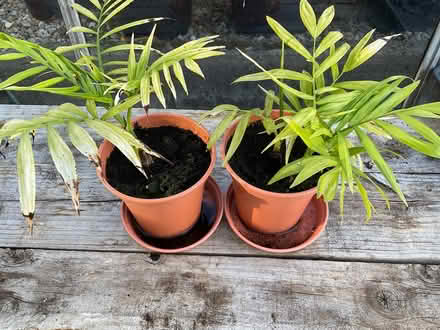 Photo of free Small Houseplants (Coxhoe DH6) #2