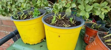 Photo of free Pansies plants (South Tonbridge TN9) #2