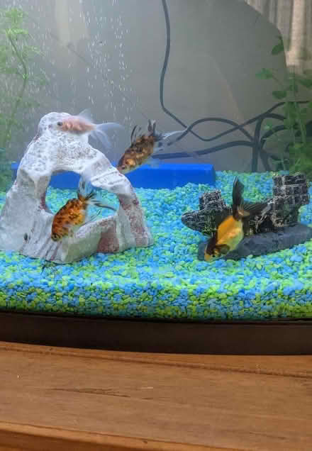 Photo of free 8 fancy goldfish (Fence Houses DH4) #1