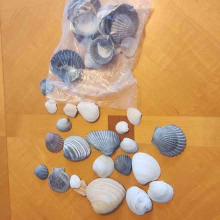 Photo of free Shells (Medford Hillside area) #1