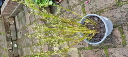 Photo of free Pansies plants (South Tonbridge TN9) #1