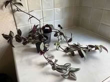 Photo of free Tradescantia (Caldecott OX14) #2