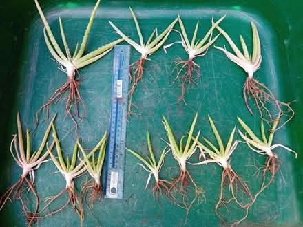 Photo of free Aloe Vera offsets (Hitchin SG4) #1