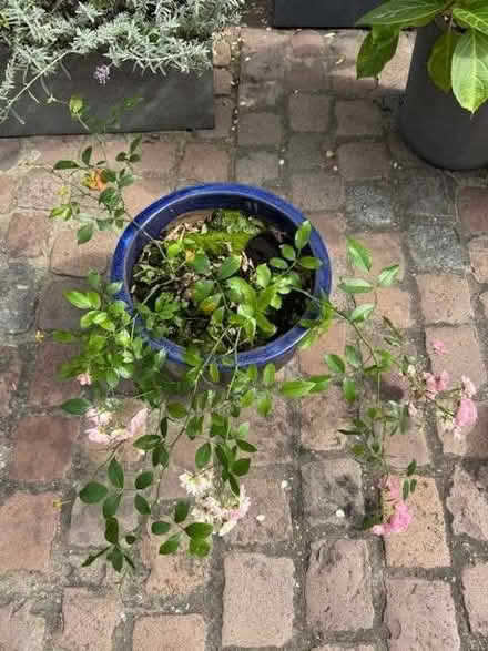 Photo of free Rose plant in a pot (South Kensington SW7) #2