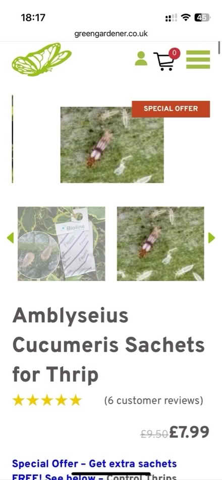 Photo of free predatory mites for thrips (Angel N1) #1