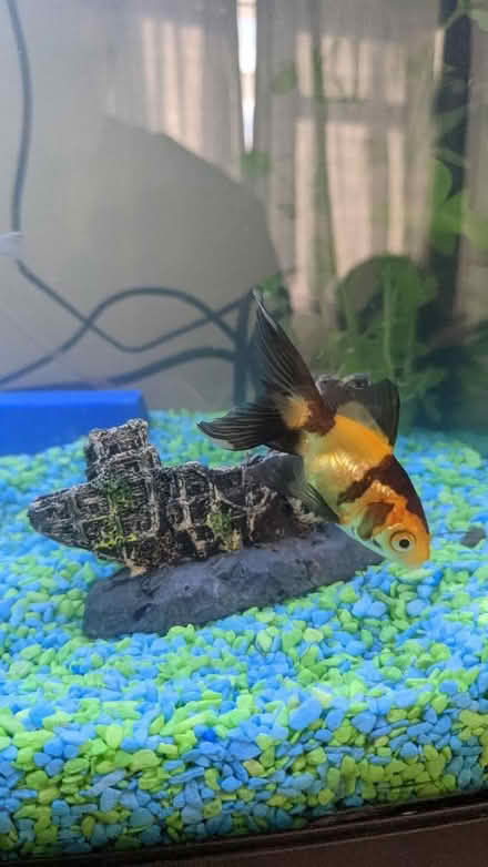 Photo of free 8 fancy goldfish (Fence Houses DH4) #4