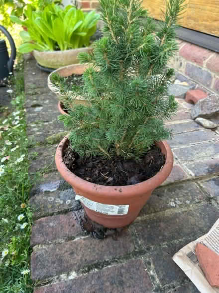 Photo of free Tiny Spruce Tree (The Folders Lane Estate RH15) #1