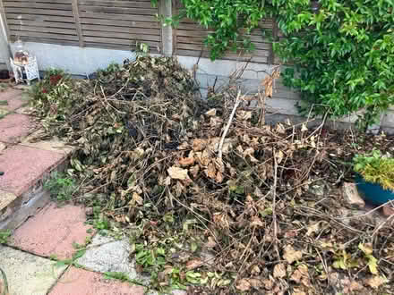 Photo of free Kindling tinder wood (grape vine) (Palmers Green N13) #1