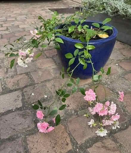 Photo of free Rose plant in a pot (South Kensington SW7) #1