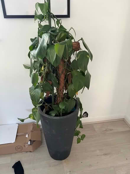 Photo of free Plant (Bidborough TN4) #1