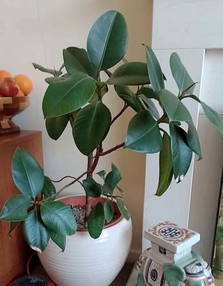 Photo of free Houseplant - Rubber plant (Lower Earley RG6) #1