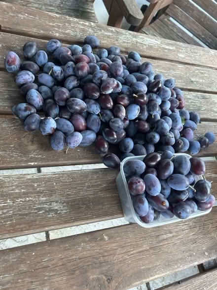 Photo of free Opal plums (Crewkerne) #1