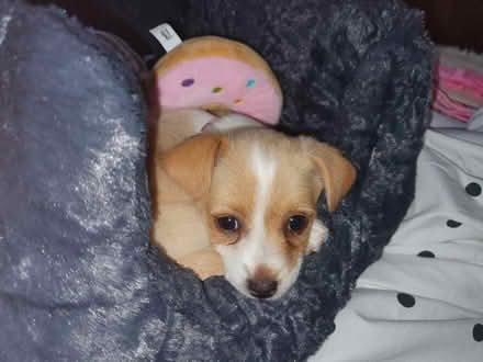 Photo of Animal items (High Wycombe HP11) #1