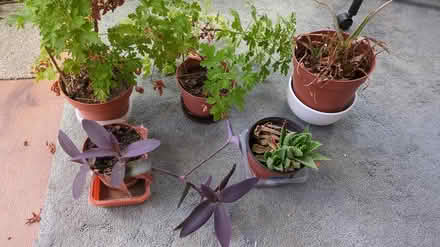 Photo of free House plants (Welling DA16) #1