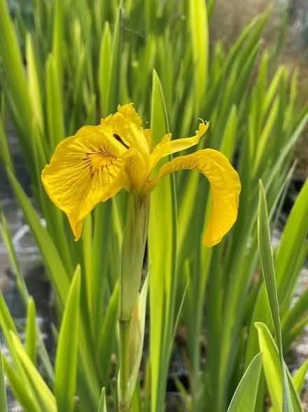 Photo of free A large Iris plant ( yellow flag) (The Folders Lane Estate RH15) #1
