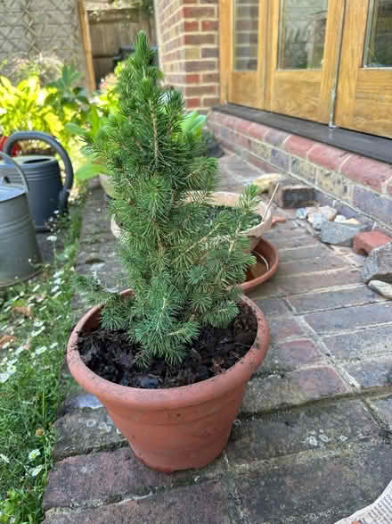 Photo of free Tiny Spruce Tree (The Folders Lane Estate RH15) #2