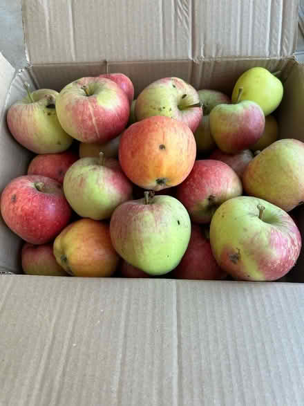 Photo of free Apples (Hollingdean BN1) #1