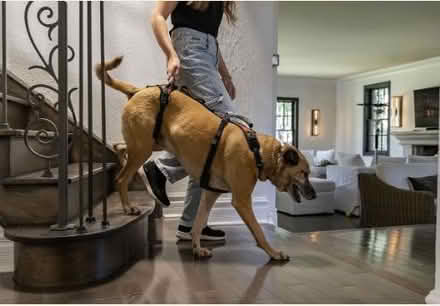 Photo of free 'Em Up Harness for dog (Larkspur) #1