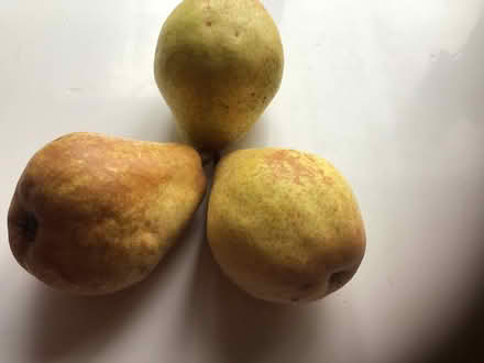 Photo of free Large bucket of pears. (Presteigne LD8) #1