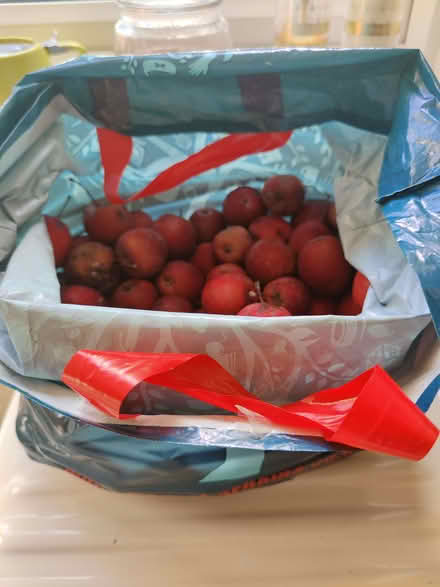 Photo of free Crabapples (Pin Green SG1) #1