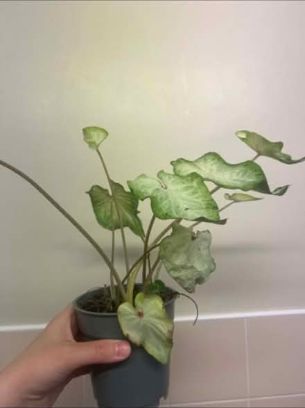 Photo of free Caladium Plant (KT1 Kingston upon Thames) #1