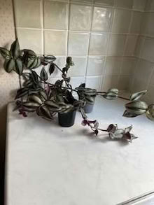 Photo of free Tradescantia (Caldecott OX14) #1