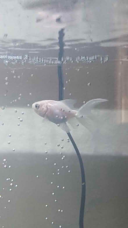 Photo of free 8 fancy goldfish (Fence Houses DH4) #3