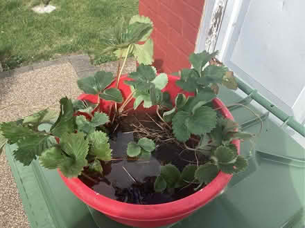 Photo of free Strawberry plants (Thorney) #1