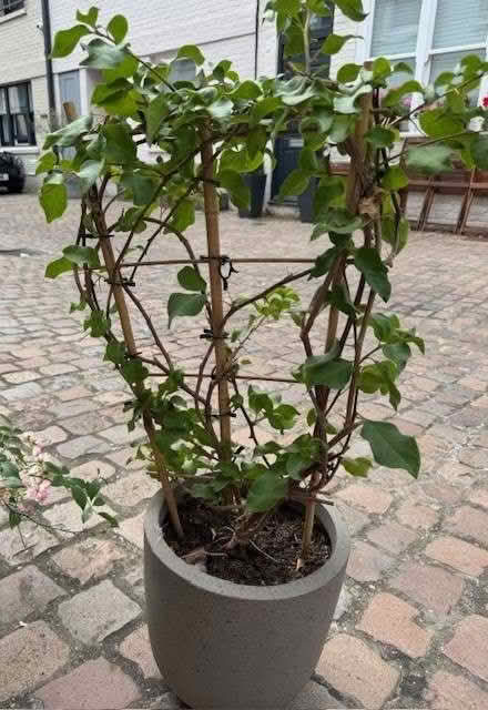 Photo of free Bougainvillea plant (South Kensington SW7) #2