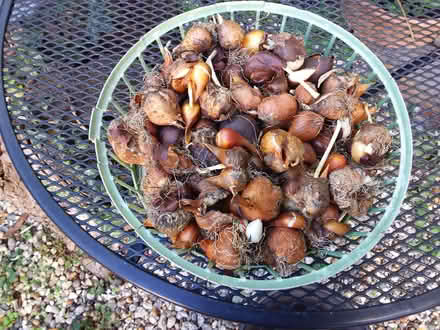 Photo of free Tulip and daffodil bulbs (Woodley RG5) #1