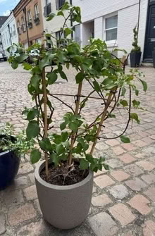 Photo of free Bougainvillea plant (South Kensington SW7) #1