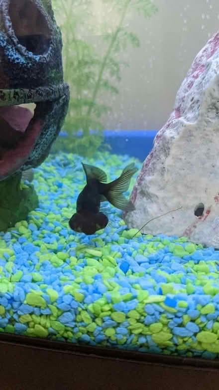 Photo of free 8 fancy goldfish (Fence Houses DH4) #2