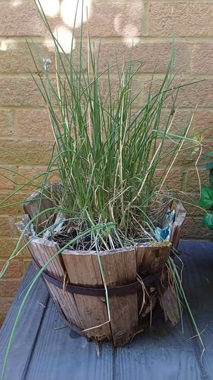 Photo of free Chive plant needs a new pot! (Winkwell HP1) #1