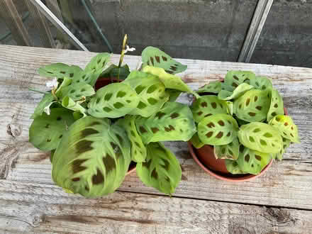 Photo of free Small Houseplants (Coxhoe DH6) #1