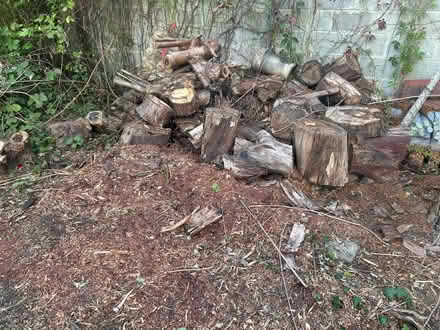 Photo of free Logs (Shepperton tw) #1