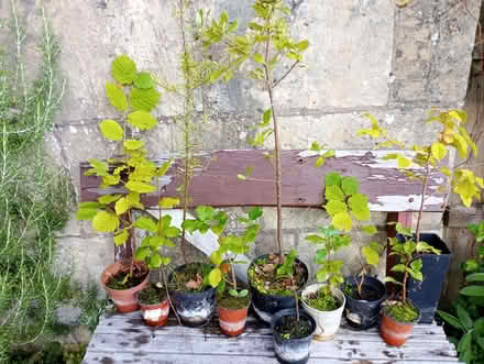 Photo of free Trees in pots (Lansdown) #1