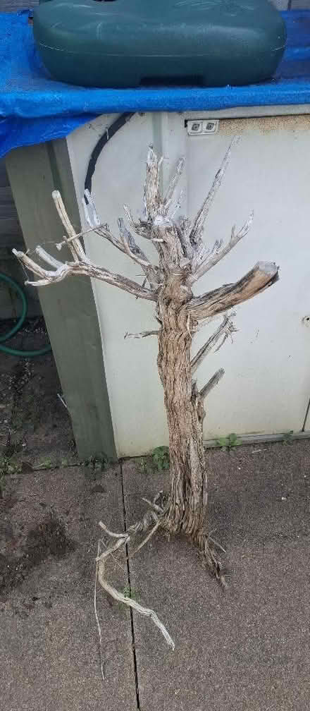 Photo of free Lavender tree stump (Fenlake MK42) #1