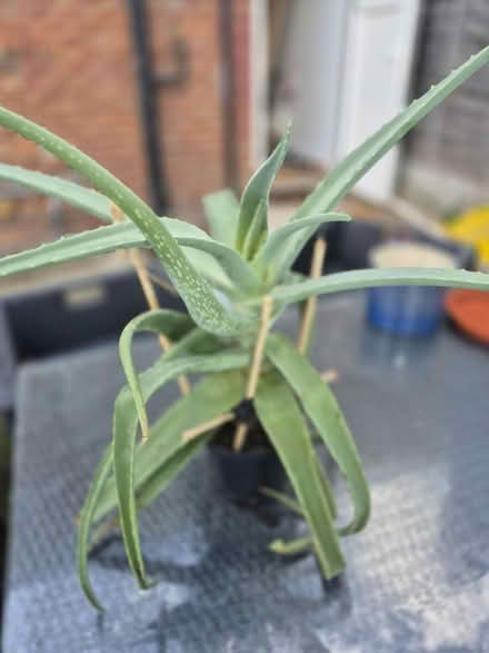 Photo of free plant (BR5) #2