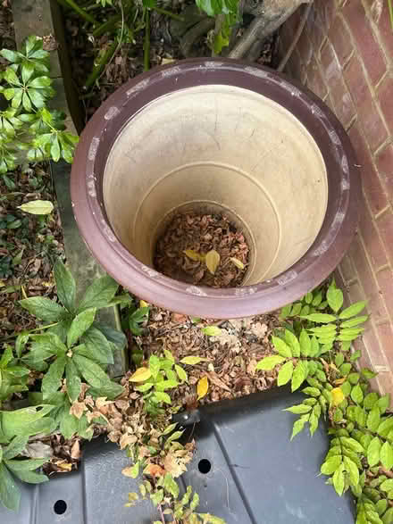 Photo of free Plant pot (woking) #4
