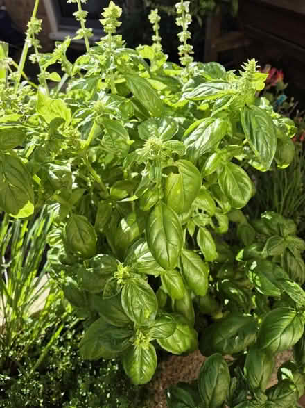 Photo of free Fresh basil leaves (Heybridge CM9) #1
