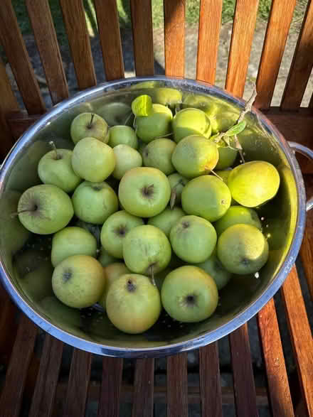 Photo of free Apples (Norbury CR7) #2