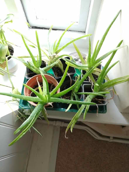 Photo of free Aloe Vera plants (Walton) #1