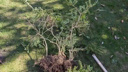 Photo of free Lonicera pileata / Box-leaved or Privet Honeysuckle (Lexden CO3) #2