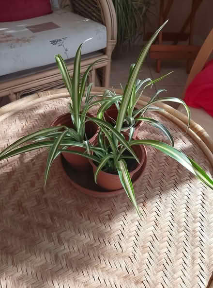 Photo of free spider plants (waterlooville) #1