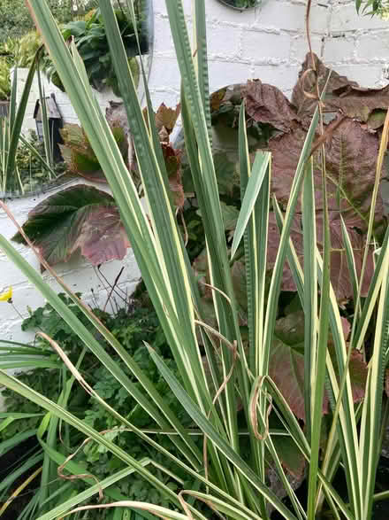 Photo of free Sweet Flag plant for pond or marginal area (Bilton Road CV22) #1