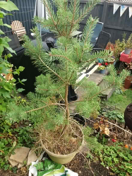 Photo of free pine tree (South Woodchester GL5) #1